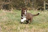 BORDER COLLIE 1556